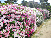 公式案内画像