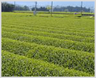 伊勢本かぶせ茶を生産、販売する伊勢茶工房ささら の写真