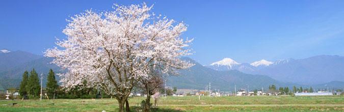 公式案内画像