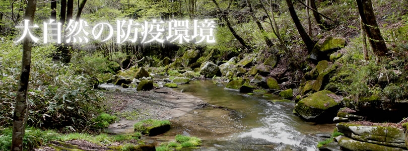 公式案内画像