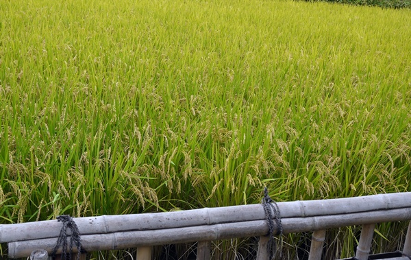 さくら薬局 の写真