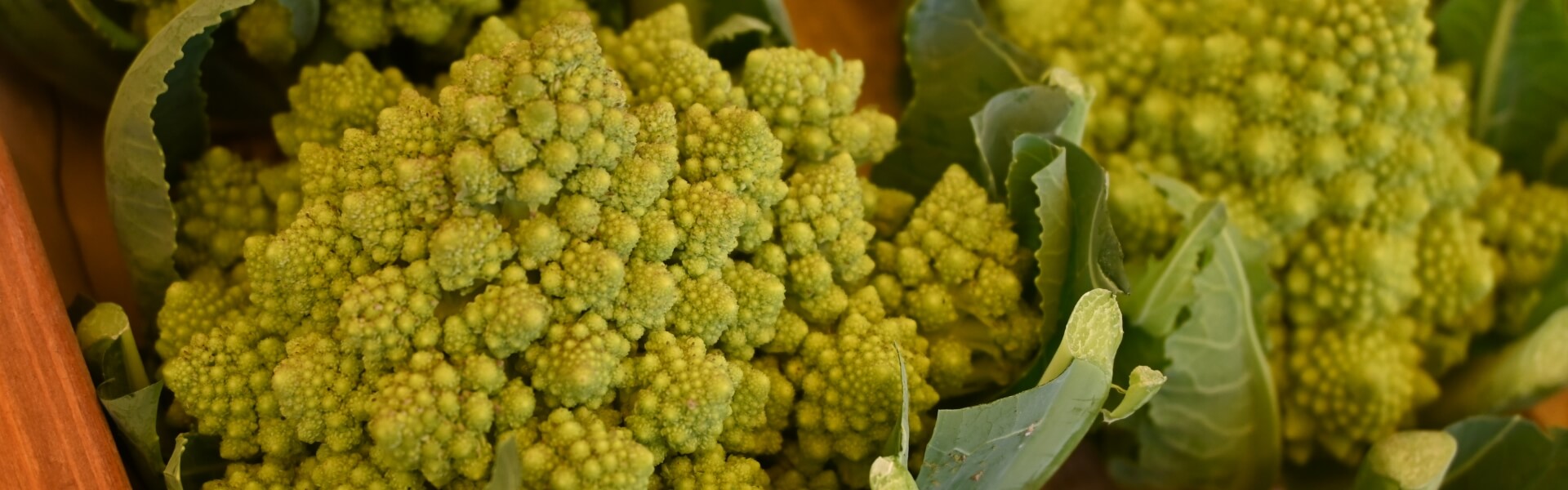⻄洋野菜