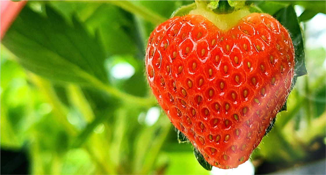 NAT's Berry field(ナッツベリーフィールド) の写真