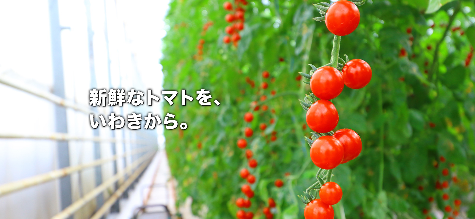 いわき小名浜菜園株式会社 の写真