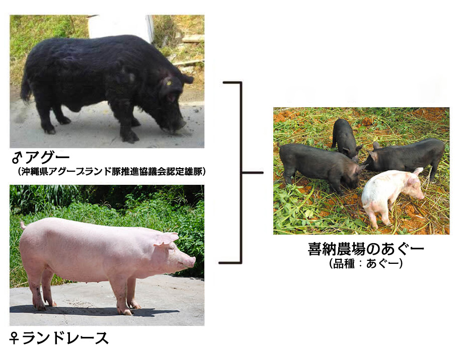 沖縄ブランド豚(紅あぐー・紅豚)を飼育する喜納農場 の写真