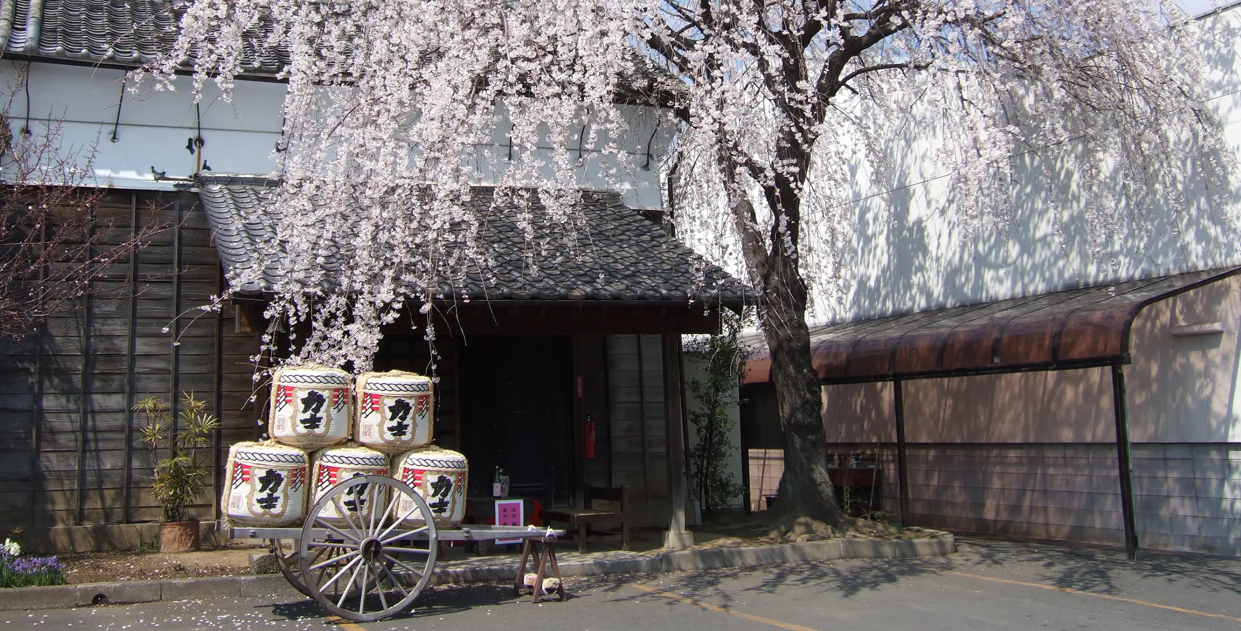 桜と酒樽が並ぶ釜屋の蔵入口