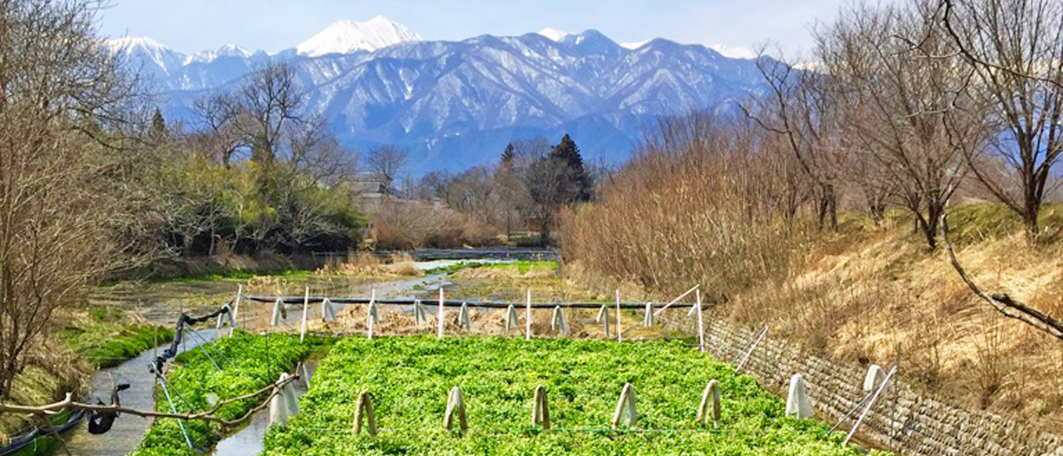 公式トップに掲載された生本わさび