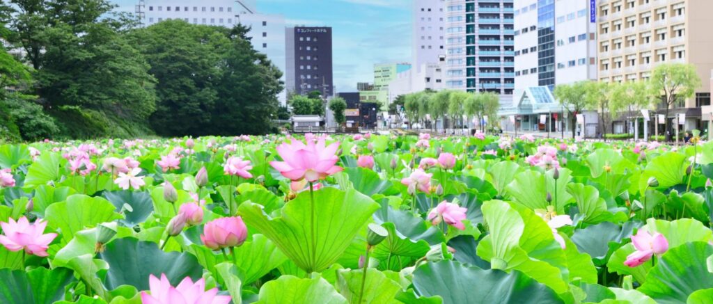 秋田市 医師会 の写真