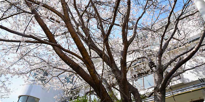 公式施設案内に掲載された精神科病棟周辺の桜