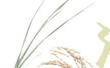芳村酒造 の写真