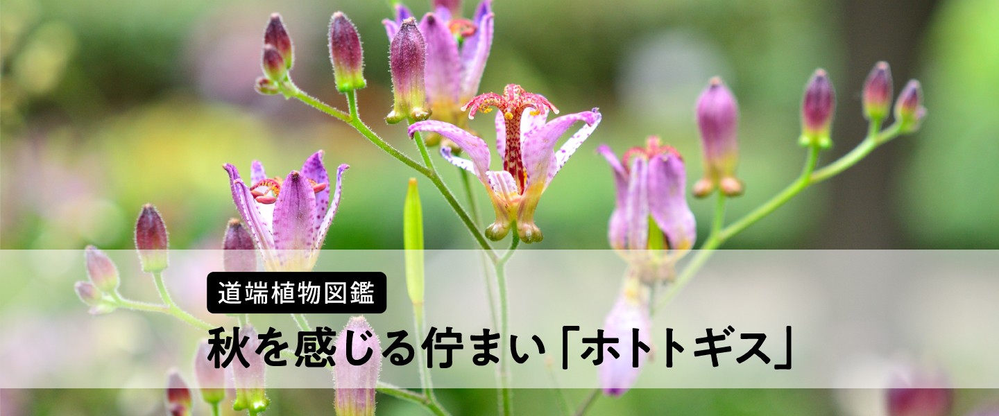 公式案内画像