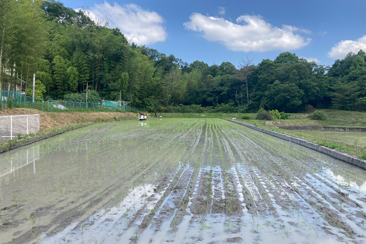 公式酒造りページに掲載された、地域の米づくりを伝える水田