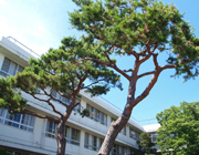 公式トップの当院紹介に掲載された、樹木と建物を写した外観