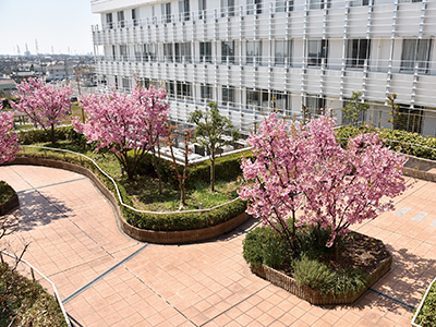 屋上庭園