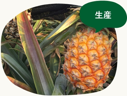 公式企業紹介に掲載のパイナップルの生産風景